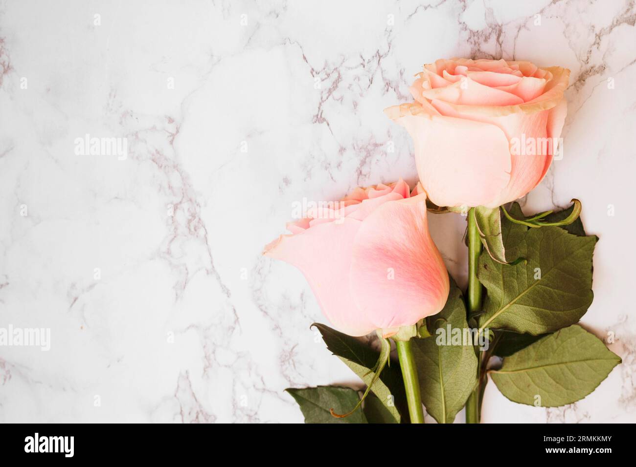 Deux belles roses roses sur fond texturé de marbre Banque D'Images
