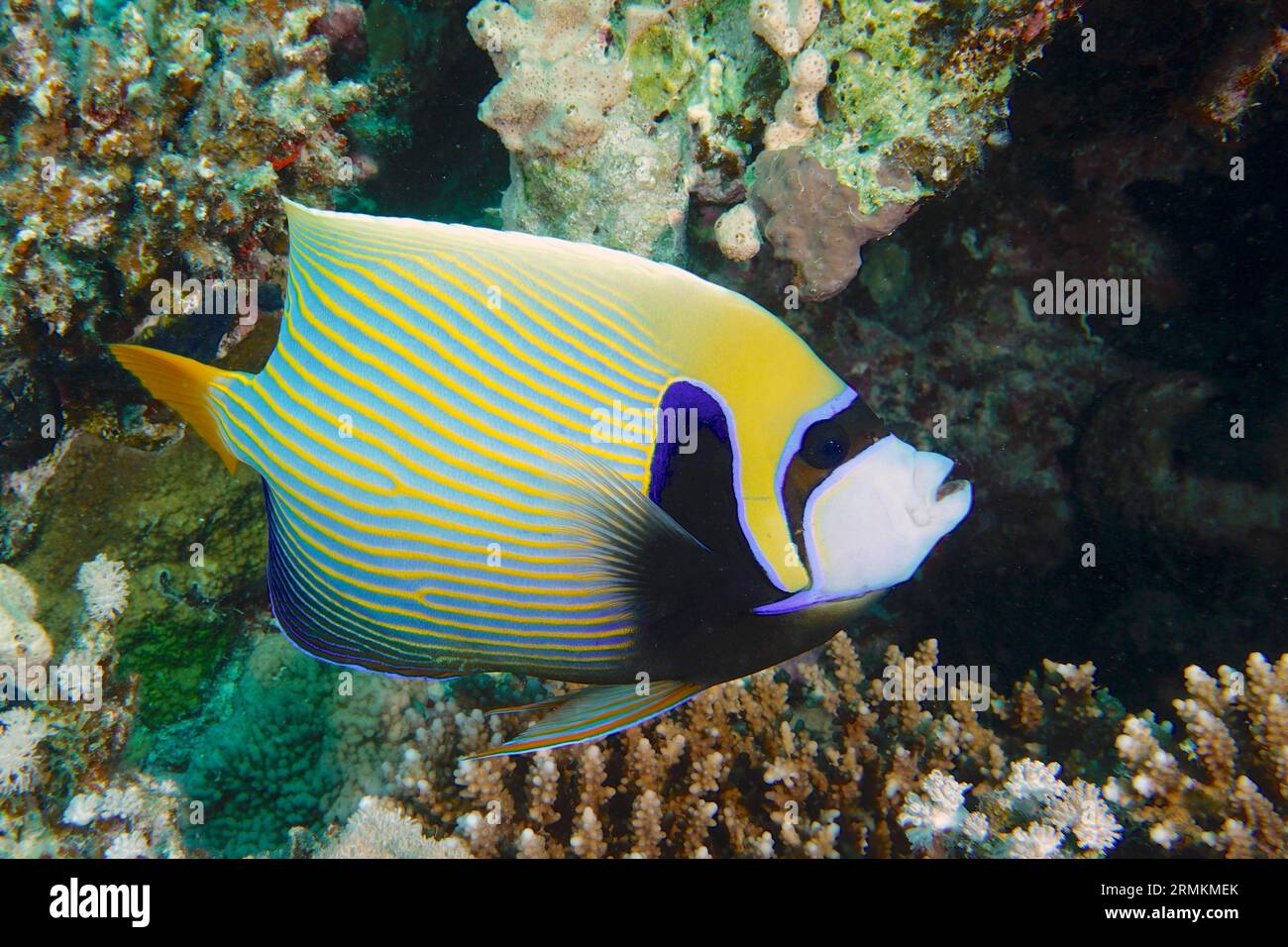 Emperor angelfish (Pomacanthus imperator), site de plongée House Reef, mangrove Bay, El Quesir, Egypte, Mer Rouge Banque D'Images