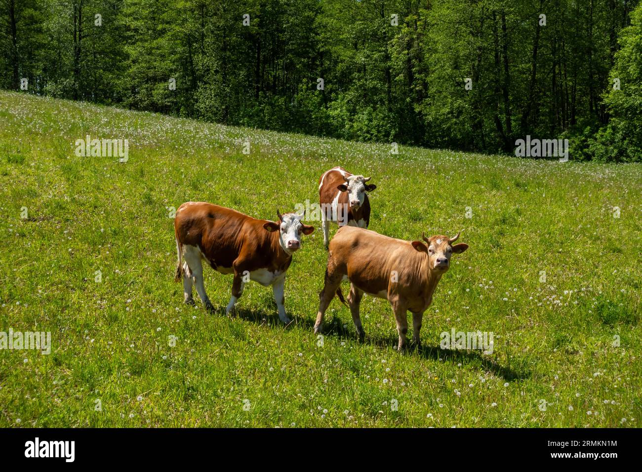 Les vaches brunes heureuses paissent sur les pâturages verts de montagne. Agriculture biologique de vaches donnant un lait plus sain. Banque D'Images