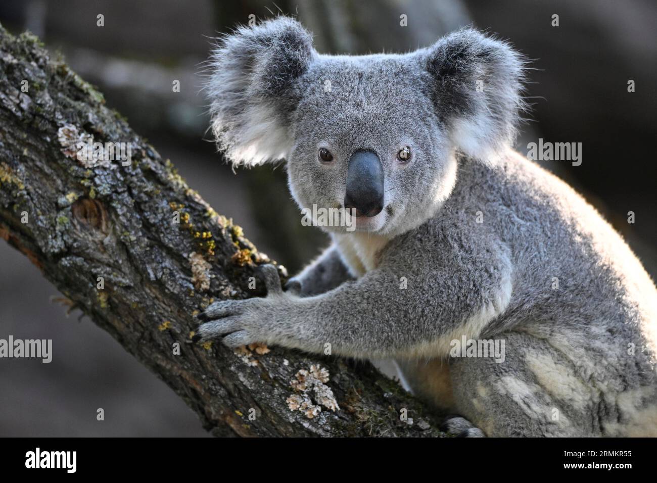 Koala (Phascolarctos cinereus), sur tronc d'arbre, captif, Baden-Wuerttemberg, Allemagne Banque D'Images