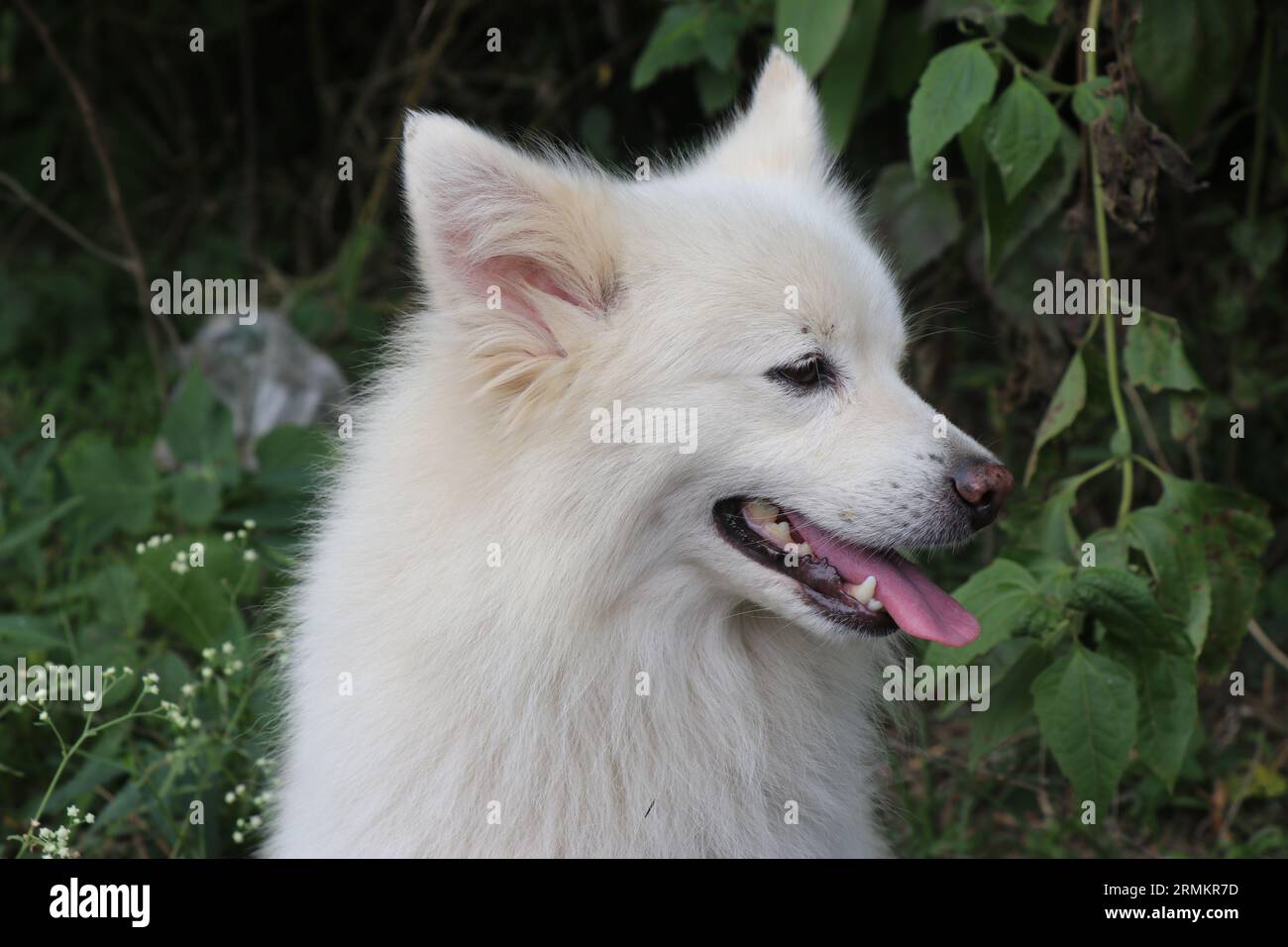 Vue latérale de chien de Poméranie blanc avec un visage heureux à l'extérieur avec fond naturel Banque D'Images