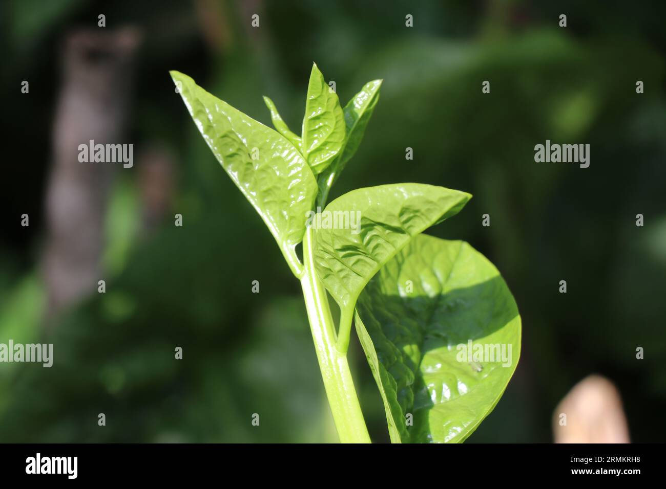 Plante fraîche d'épinards de ceylan avec de jeunes feuilles vertes profitant des averses de soleil sur un fond vert naturel Banque D'Images