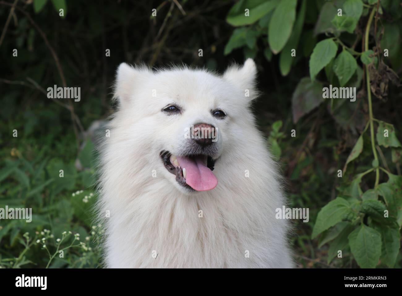 Chien pomeranian blanc avec un visage heureux à l'extérieur avec fond naturel Banque D'Images