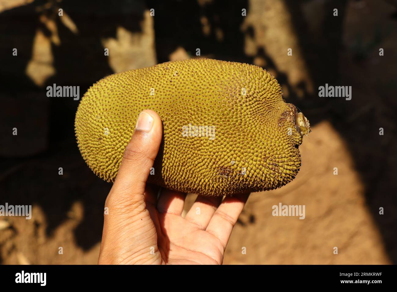 Jeune jackfruit tenu dans la main avec la lumière naturelle. Jack fruit est utilisé comme ingrédient dans les plats Banque D'Images