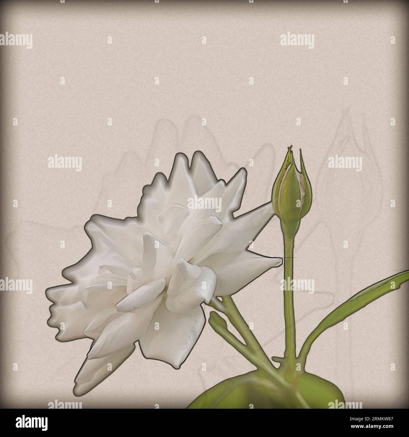 Image numériquement améliorée d'un gros plan d'une belle et parfaite rose blanche d'iceberg Banque D'Images