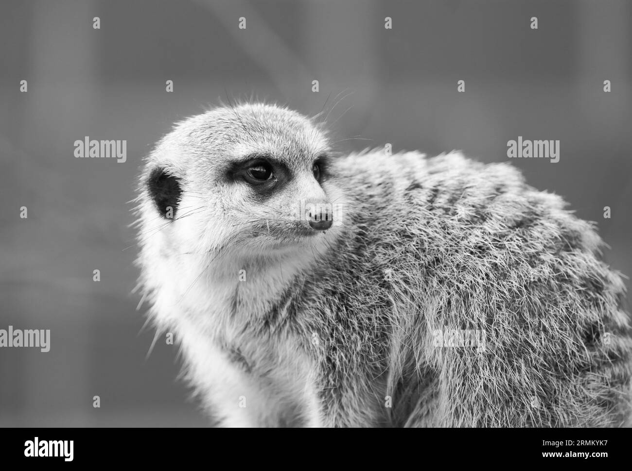 Portrait d'un surikat. Petite espèce de mangouste. Suricata suricatta. Banque D'Images