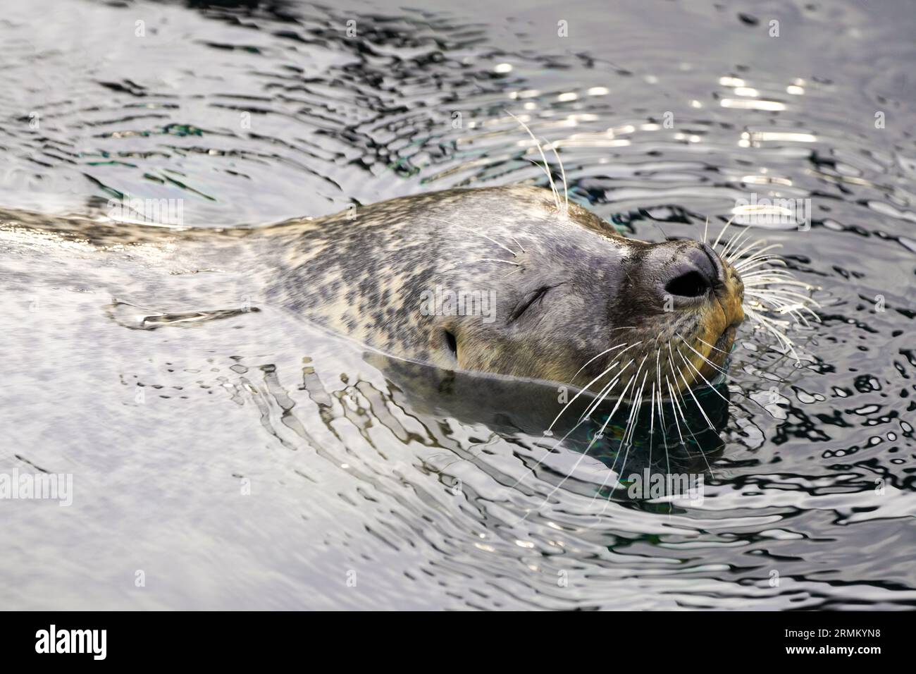 Phoque nageant à la surface de l'eau. Banque D'Images