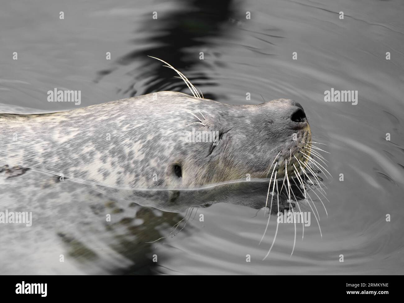 Phoque nageant à la surface de l'eau. Banque D'Images