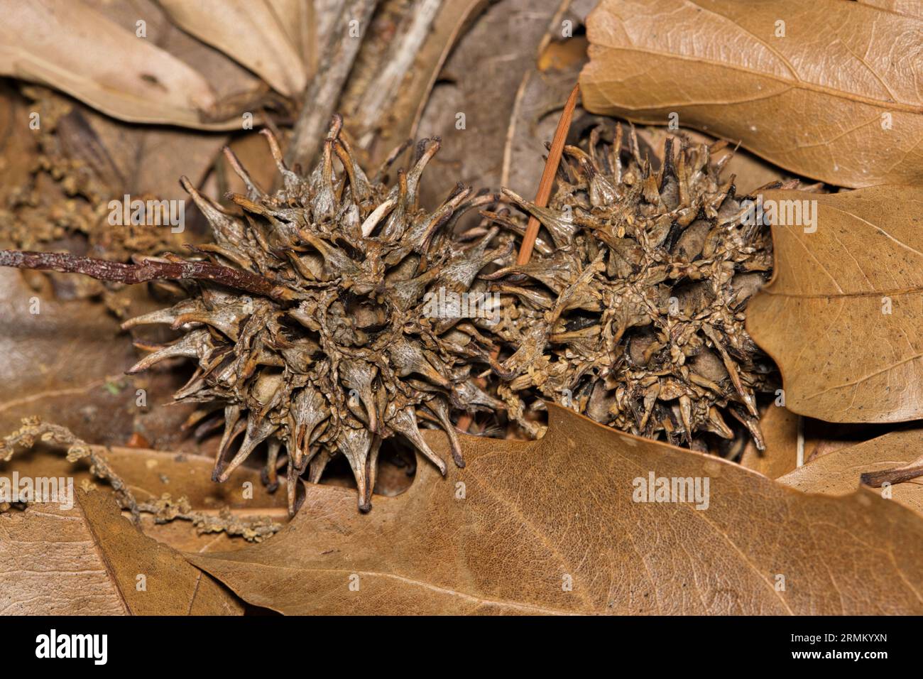 Gousses de graines et feuilles mortes du parasol chinois (Firmiana simplex). Arbre décidus ornemental originaire d'Asie, mais envahissant aux Etats-Unis. Banque D'Images