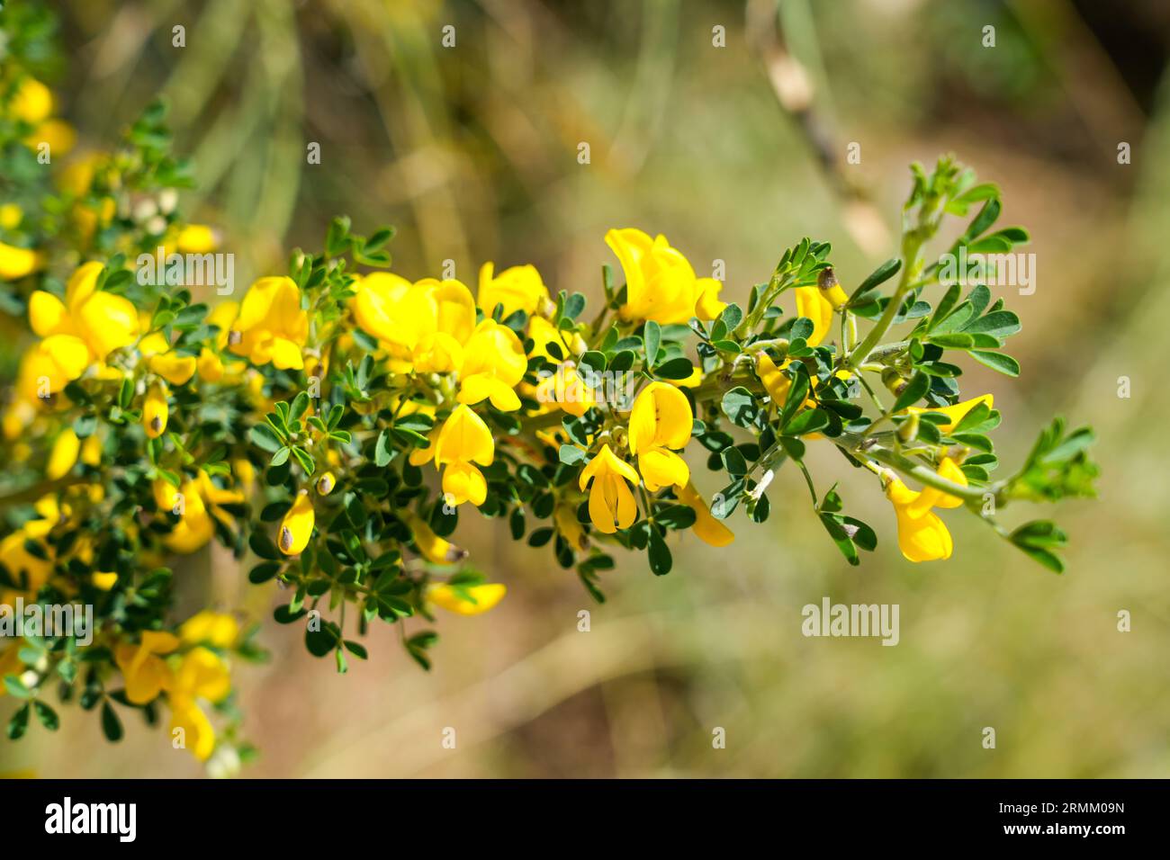 Gros plan de branche de gorse en fleurs. Plante avec des fleurs jaunes. Genista. Banque D'Images