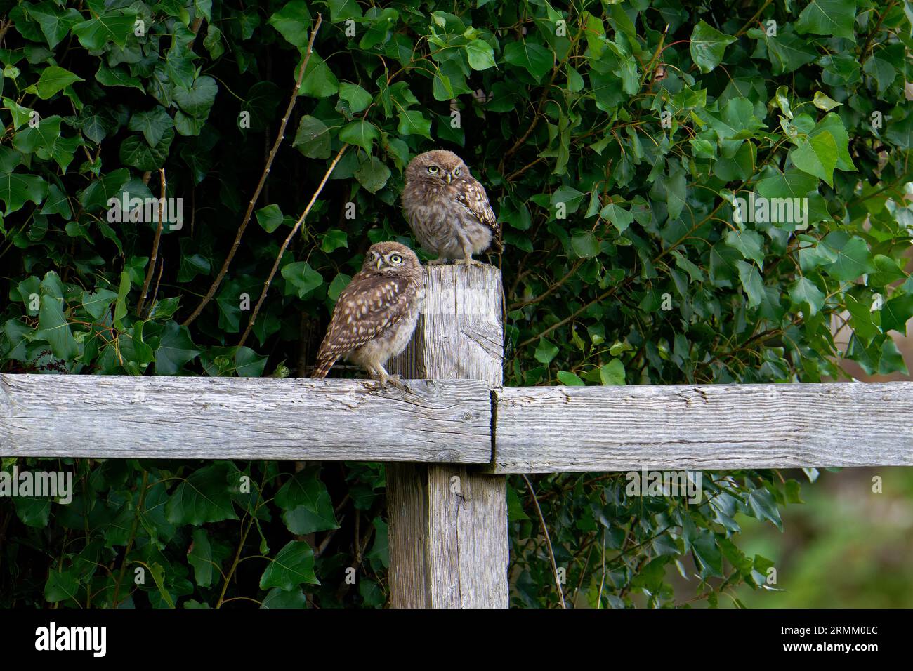 Little Owl Fledglings -Athene noctua Banque D'Images