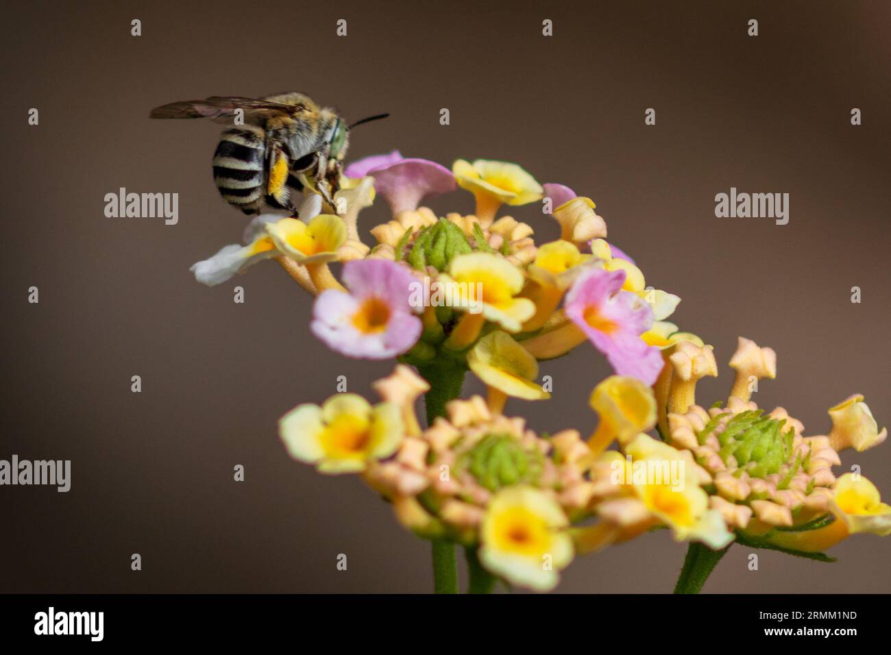 Amegilla albigena, Bee Digger à bandes bleues Banque D'Images