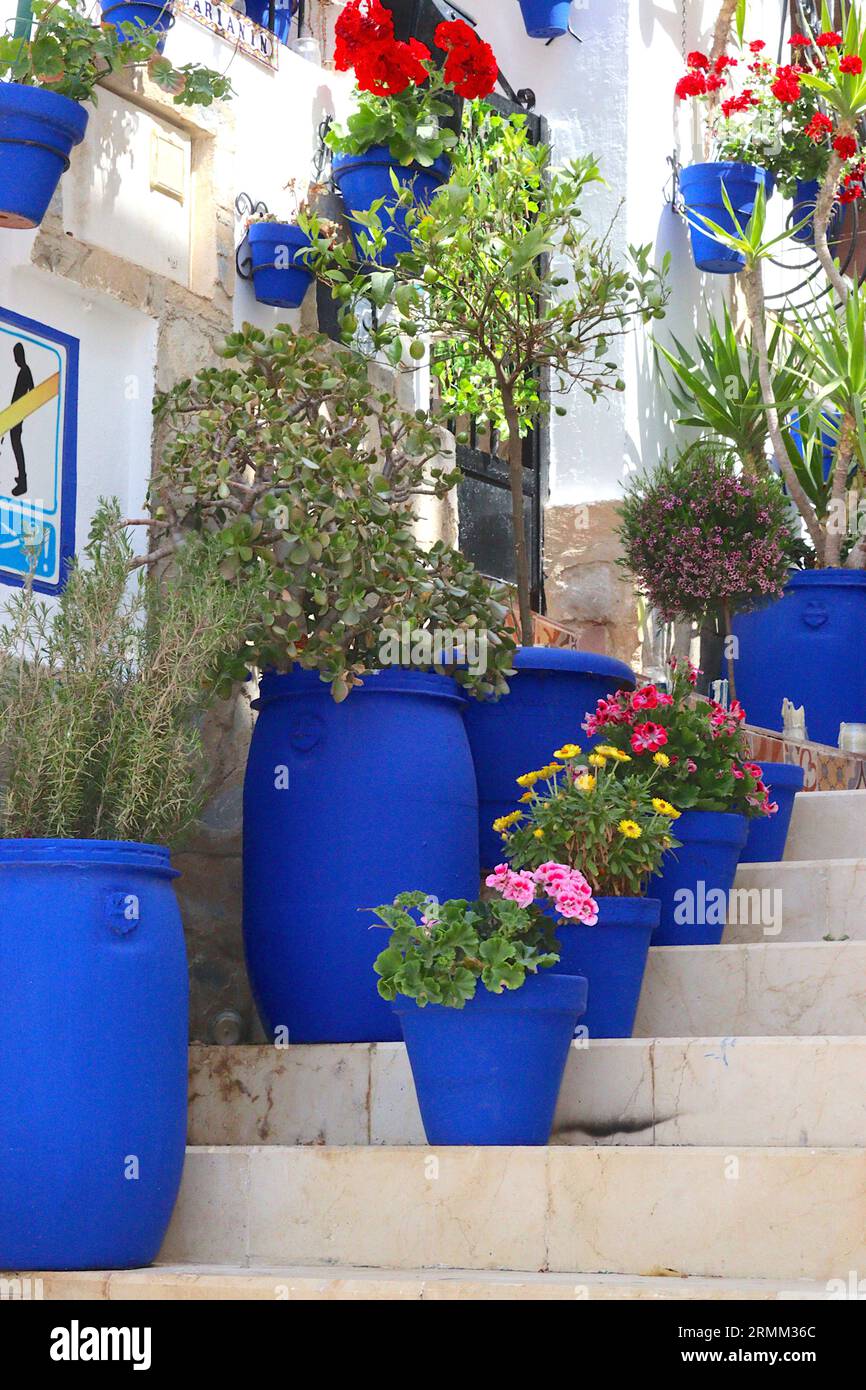 La maison avec les pots bleus, les pots bleus peints à la main audacieux contrastent avec les fleurs, le feuillage et la maçonnerie peinte en blanc sur les maisons à Alicante, en Espagne. Banque D'Images