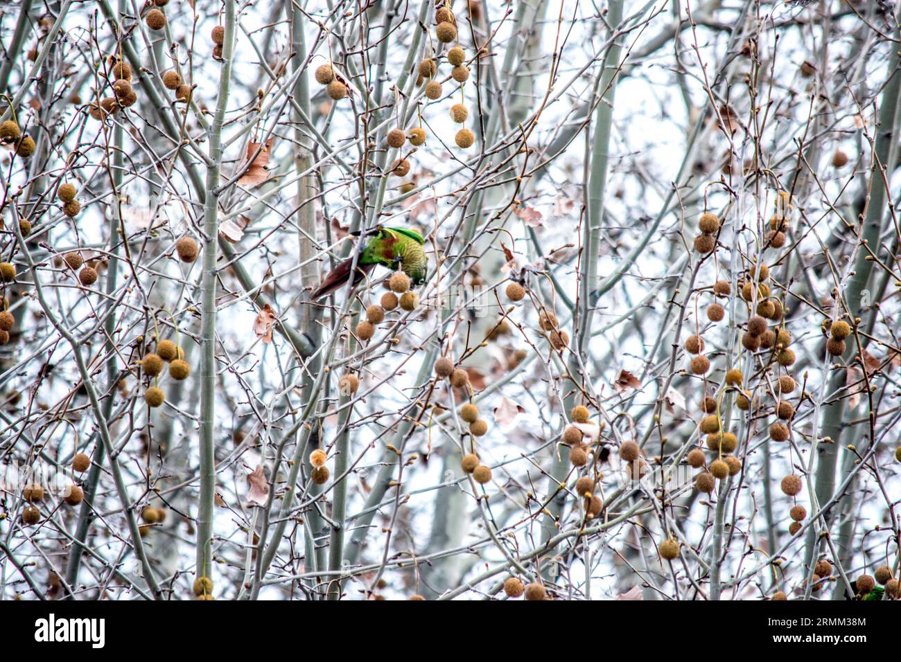 Perche perchée sur les branches d'un Platanus × hispanica Banque D'Images