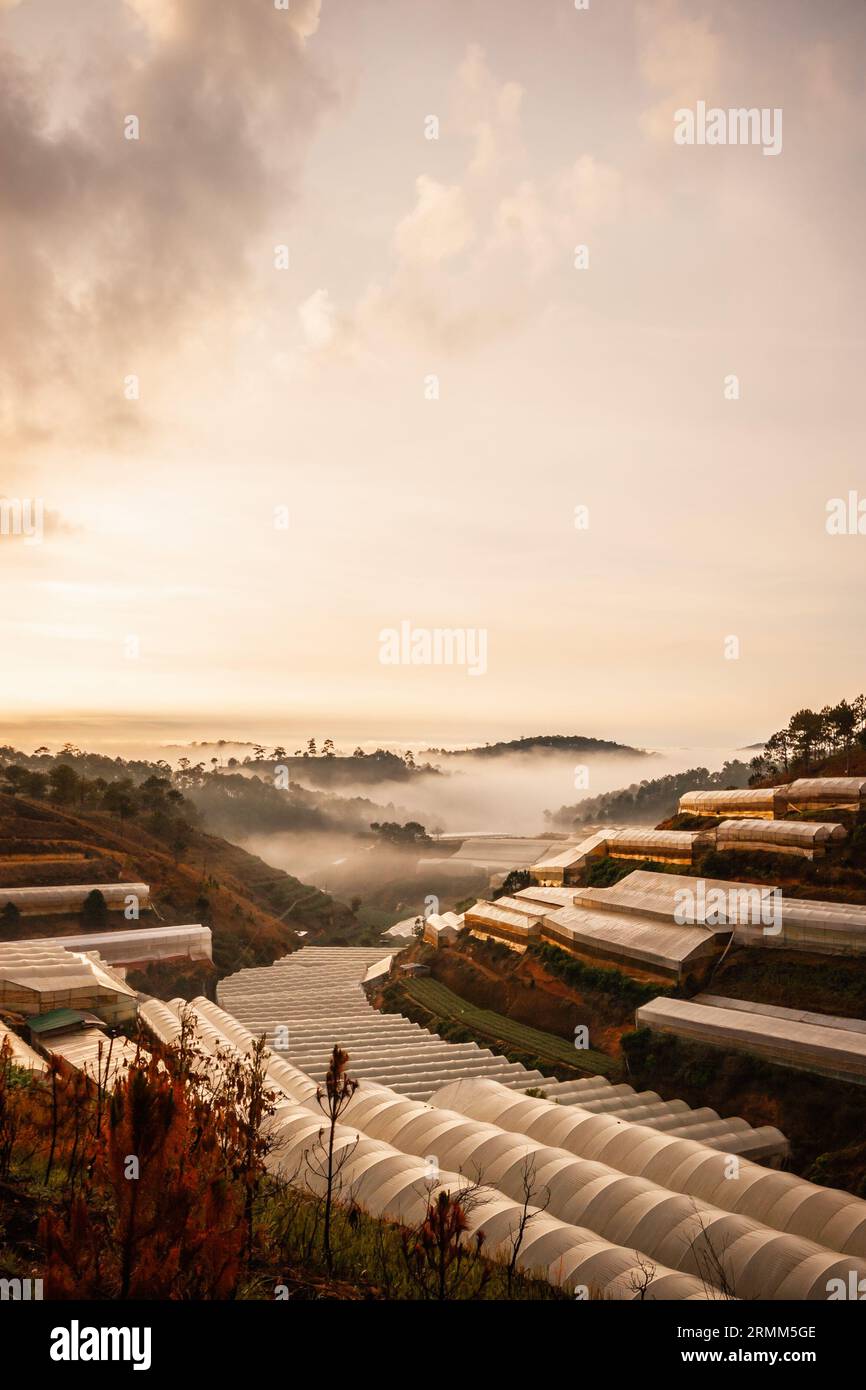 Paysage de Da Lat, vallées construites avec des serres utilisées pour faire pousser des fleurs partout dans la ville de Da Lat, serres immergées dans la brume Banque D'Images