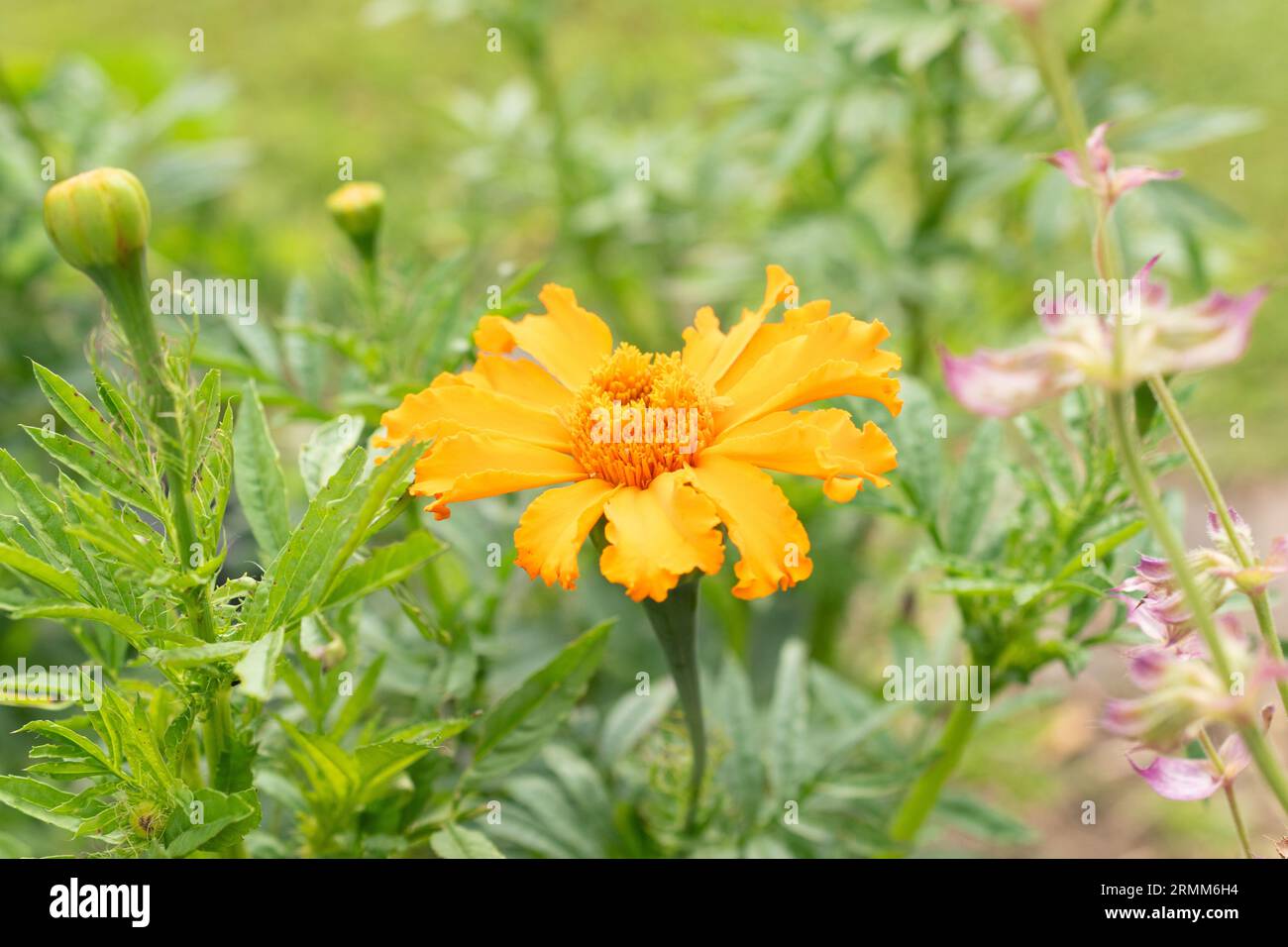 Zurich, Suisse, 9 août 2023 Tagetes Erecta ou fleur de souci aztèque au jardin botanique Banque D'Images