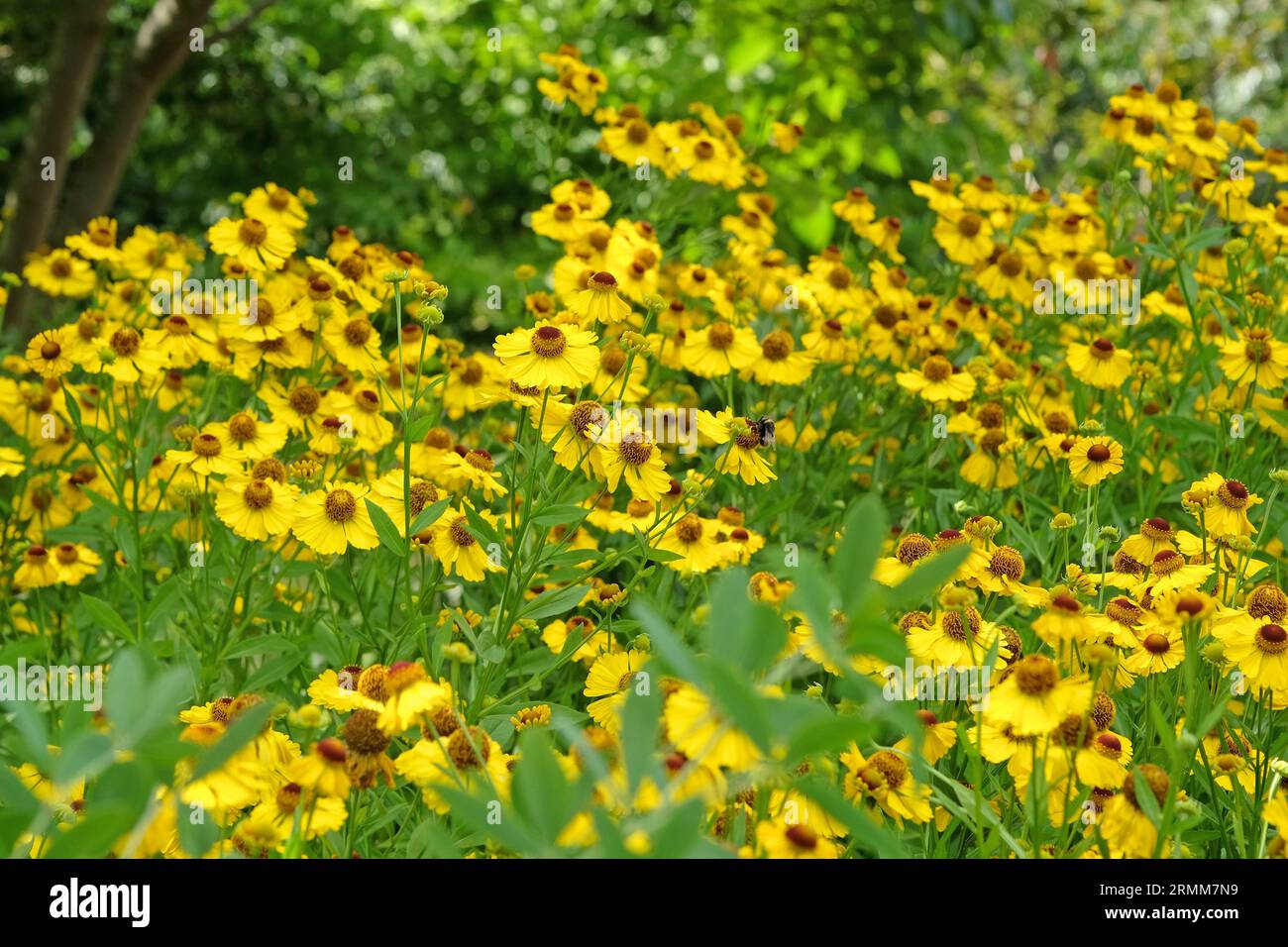 Hernie jaune Helenium 'Riverton Beauty' en fleur. Banque D'Images