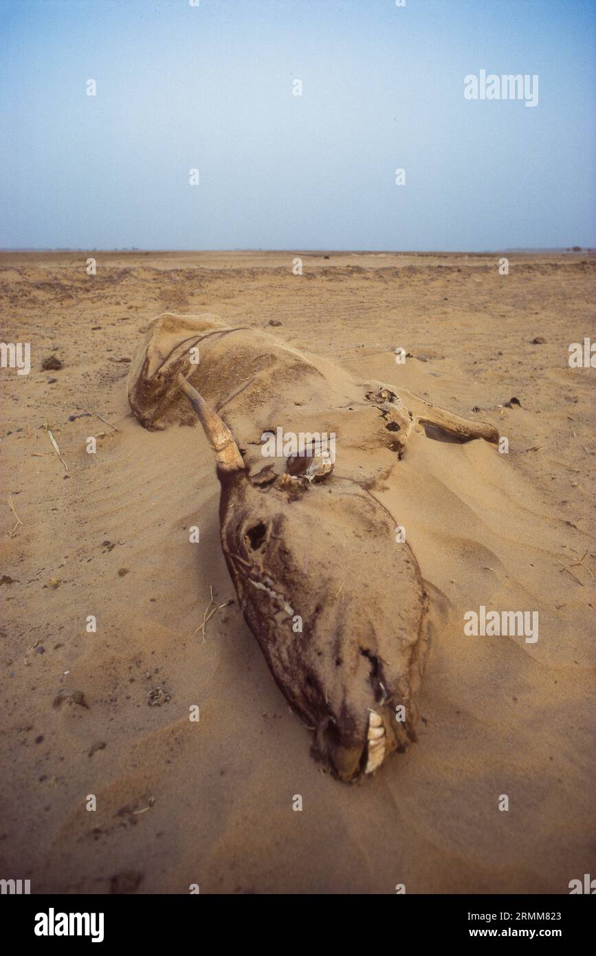 Mali, cadavre de vache dans le désert du Sahel Banque D'Images