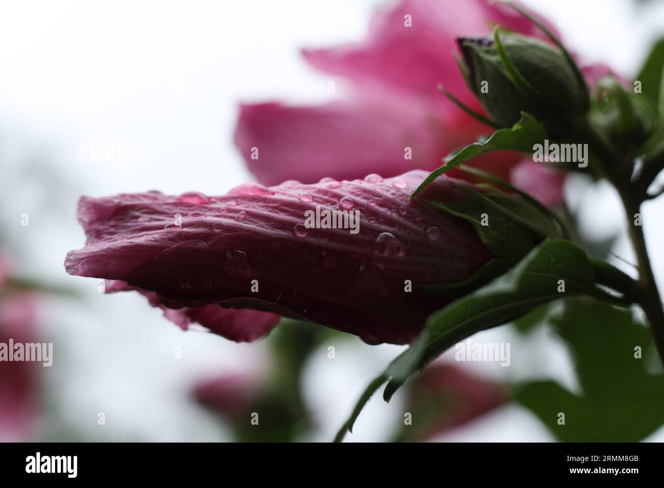 tête de fleur d'hibiscus rose couverte de gouttes de pluie Banque D'Images