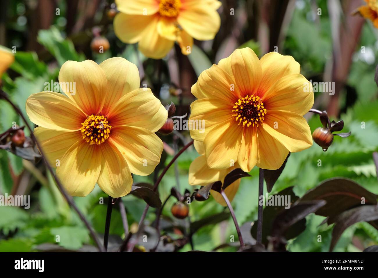 Dahlia jaune simple 'Hadrienn's Sunlight' en fleur. Banque D'Images