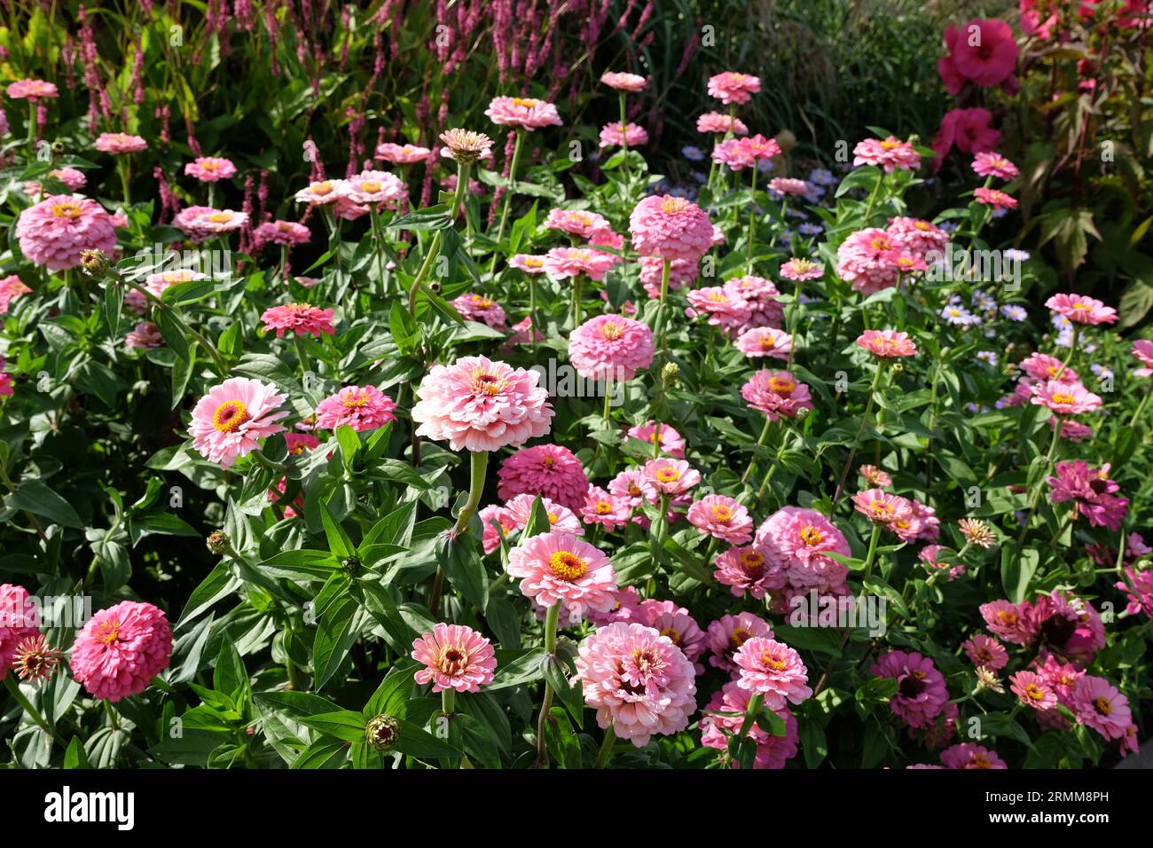 Rose commune Zinnia elegans 'Super Yoga Rose' en fleur. Banque D'Images