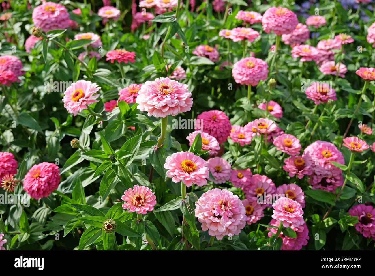 Rose commune Zinnia elegans 'Super Yoga Rose' en fleur. Banque D'Images