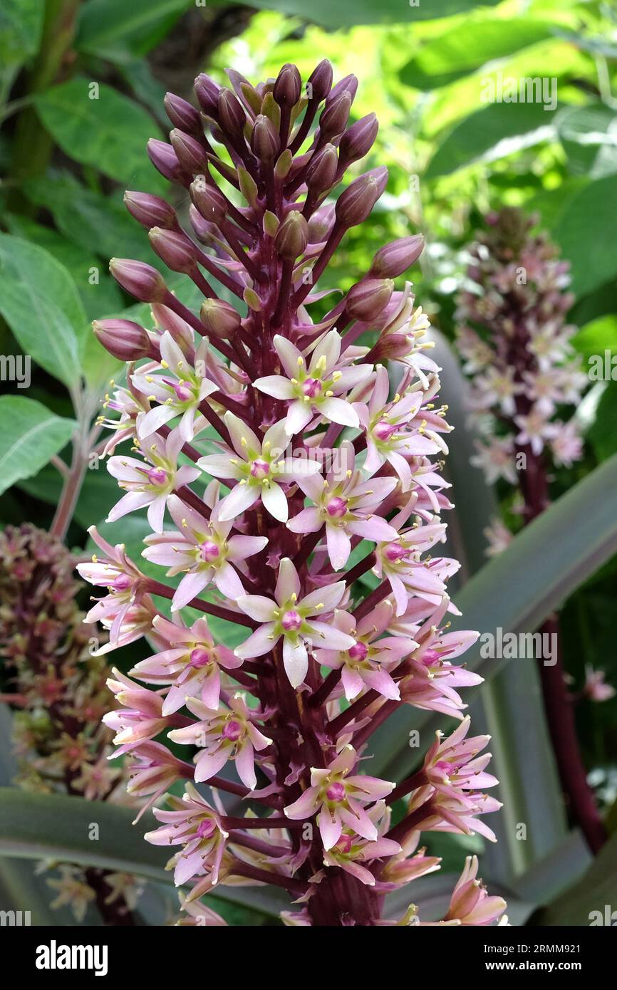 Eucomis violet et crème, lys ananas, 'Dark Star' en fleur. Banque D'Images