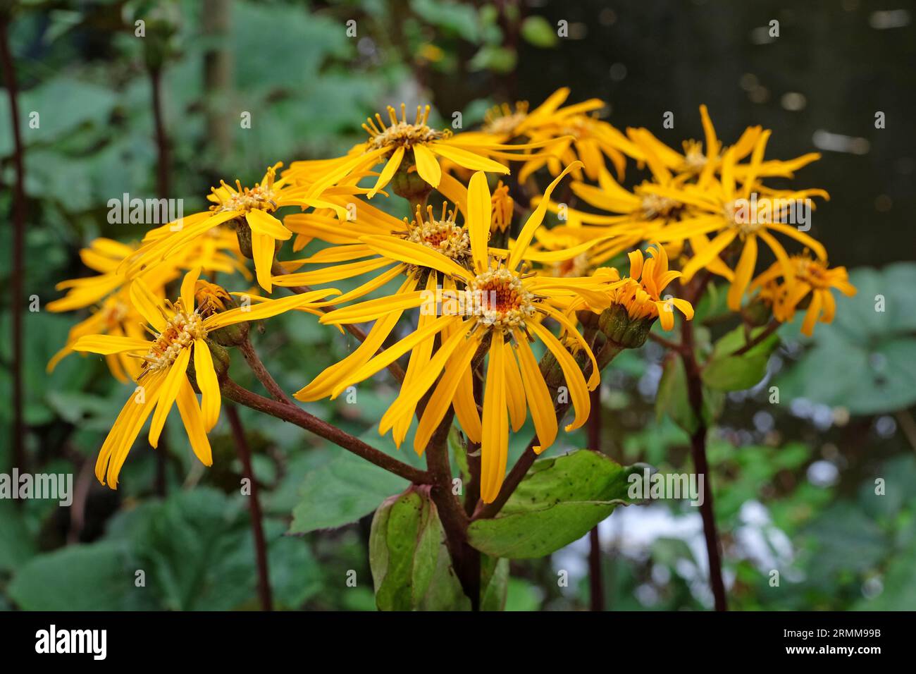 Ligularia, également connu sous le nom de ragwort d'été ou plante léopard 'Britt Marie Crawford' en fleur. Banque D'Images
