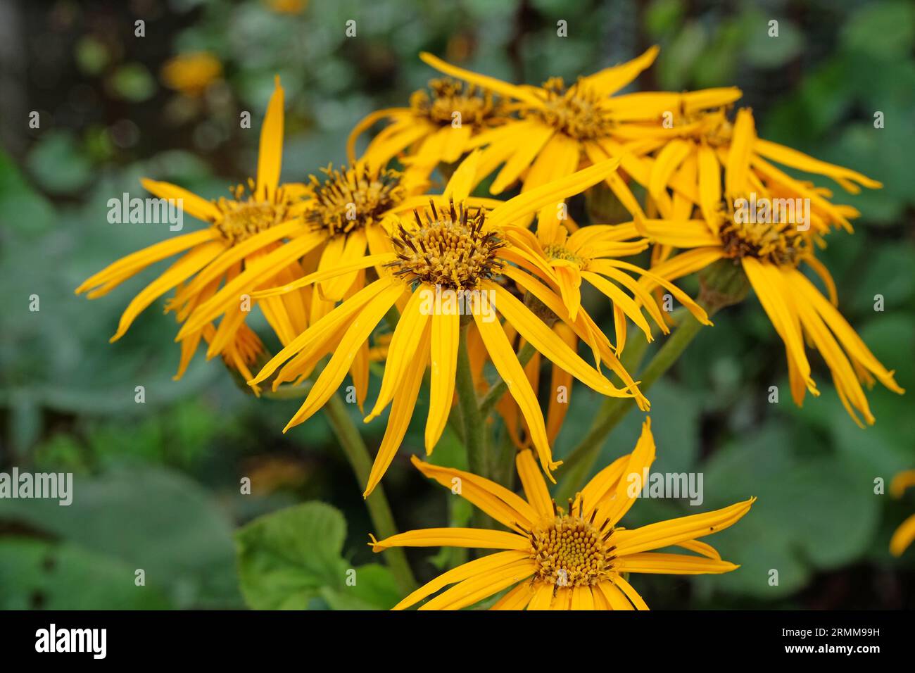 Ligularia, également connu sous le nom de ragwort d'été ou plante léopard 'Britt Marie Crawford' en fleur. Banque D'Images
