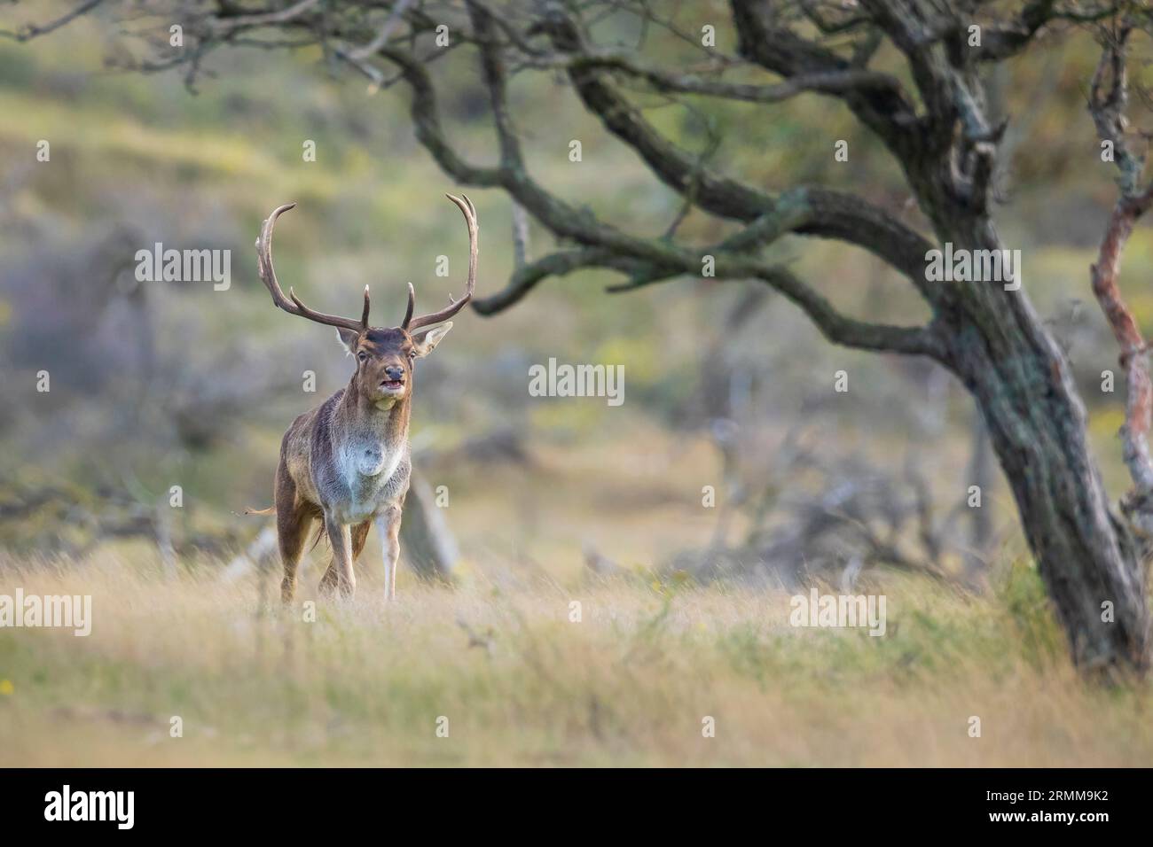 Cerf en jachère Dama Dama stag mâle avec de gros bois pendant la saison de rutting.La lumière du soleil d'automne et les couleurs de la nature sont clairement visibles sur l'arrière-plan. Banque D'Images