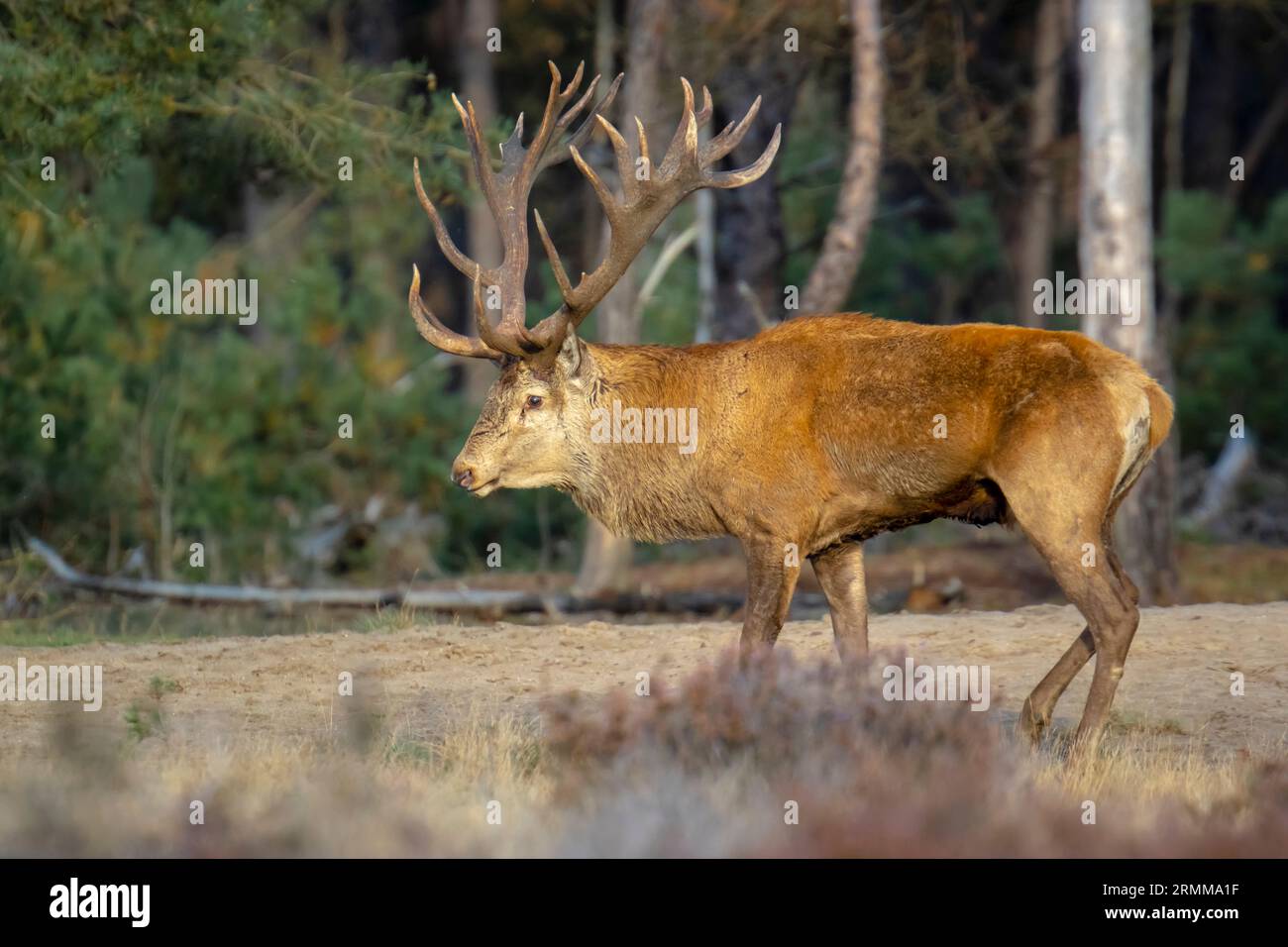 cervus elaphus, un mâle de cerf rouge, se rentriant pendant la saison d'accouplement sur un champ près d'une forêt où la bruyère pourpre fleurisse. Parc national de Hoge Veluwe Banque D'Images