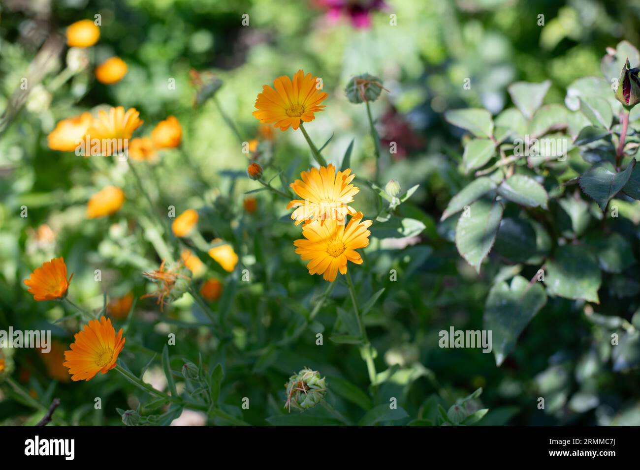 Calendula officinal. Usine officinale. Fleurs jaunes au soleil Banque D'Images