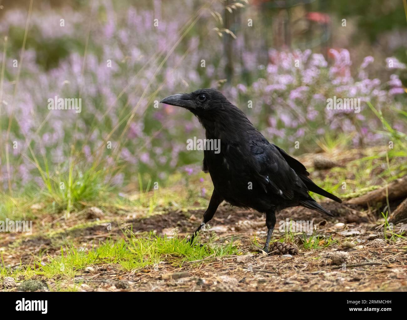 Corbeau de charogne, oiseau corvide noir sur le sol de la forêt avec fond de bruyère violet Banque D'Images