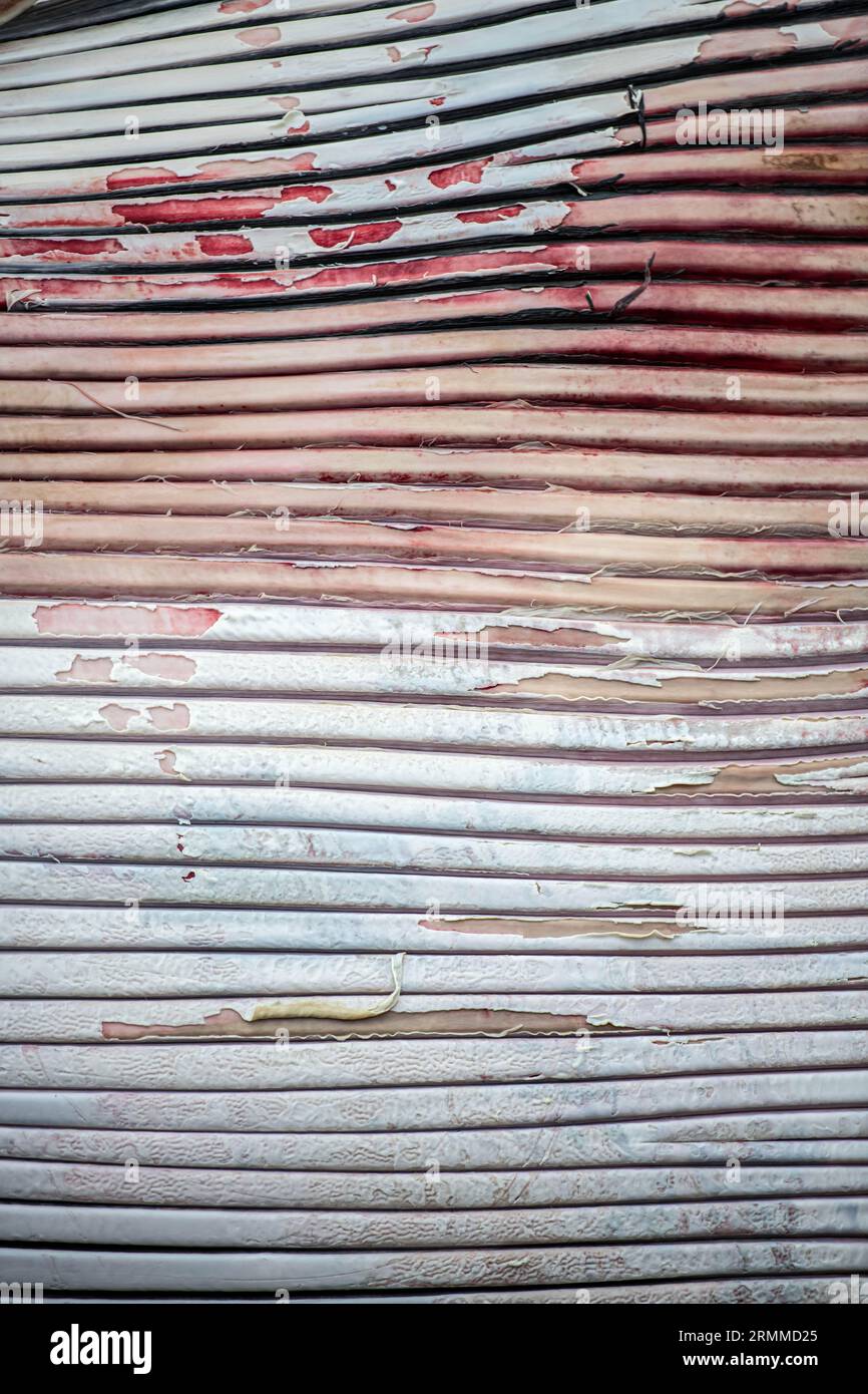 Anvers, Belgique. 29 août 2023. La photo d'illustration montre une queue de poule du cadavre de rorqual commun au terminal de DP World, dans le Deurganckdok au port d'Anvers-Bruges, à Anvers, mardi 29 août 2023. La carcasse d'un cétacé a fait surface mardi matin. Les inconvénients pour le trafic maritime dans le quai de Deurganck sont restés limités. On ne sait toujours pas ce qui arrivera au cadavre. BELGA PHOTO JONAS ROOSENS crédit : Belga News Agency/Alamy Live News Banque D'Images