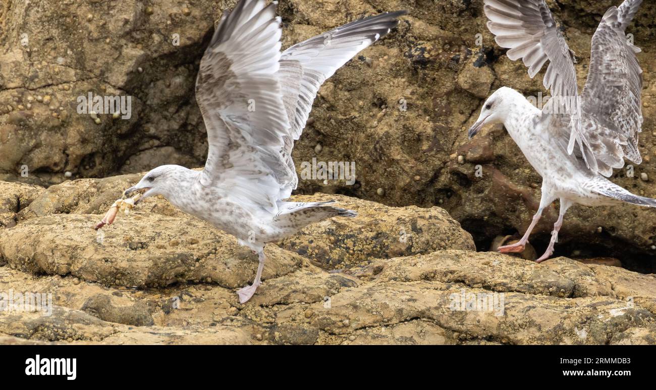 goélands argentés sur les rochers au bord de la mer avec des coquillages dans le bec Banque D'Images