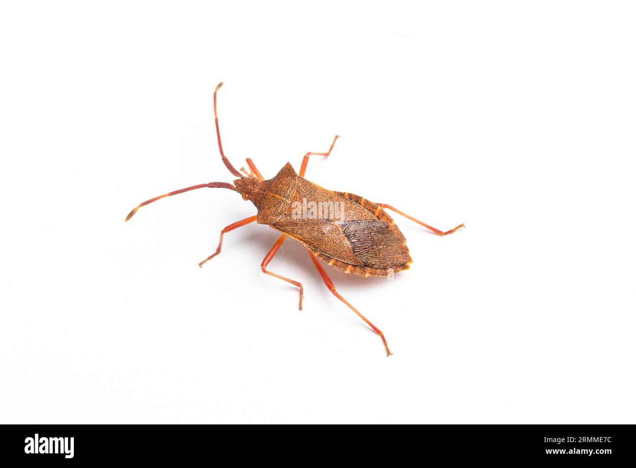 Coreus marginatus, Dock Bug, près de Bristol, Somerset, Angleterre. Banque D'Images Coreus marginatus, Dock Bug, près de Bristol, Somerset, Angleterre. Banque D'Images