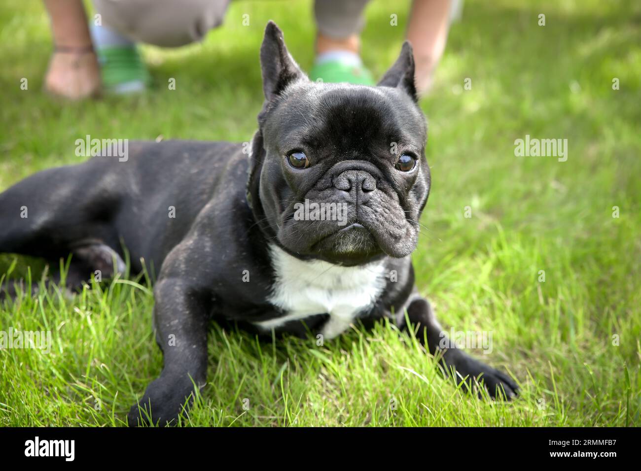 Un chien Black and White French Bulldog jouant dans le jardin Banque D'Images