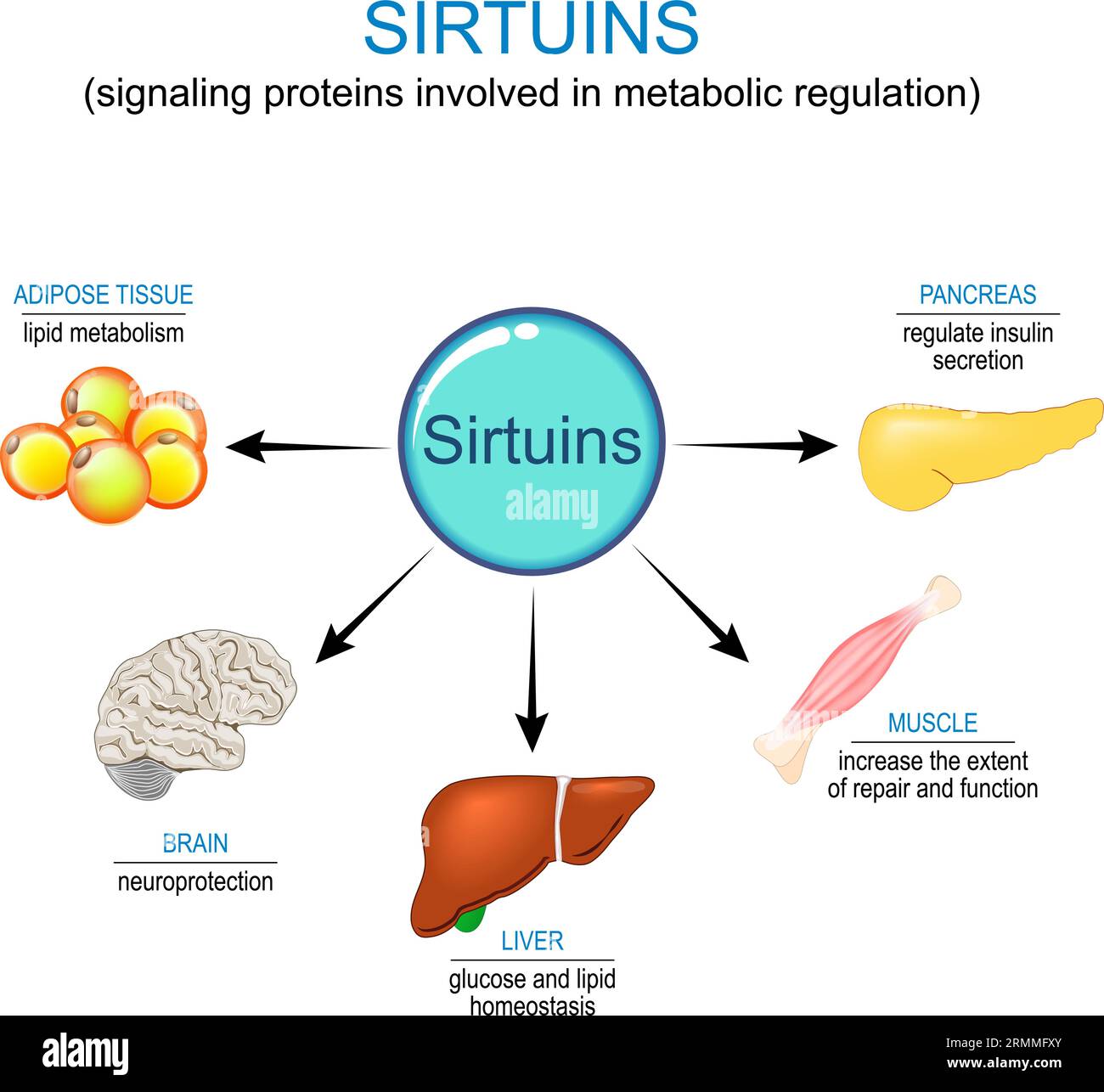 Sirtuines et thérapie anti-âge. La Sirtuine est une protéine de signalisation impliquée dans la régulation métabolique. Actions des sirtuines sur le pancréas, le cerveau, le muscle, vivant Illustration de Vecteur