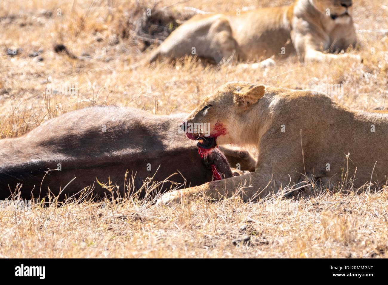 Lion à la bouche sanglante mange un buffle du cap qu'il vient de tuer. Kenya, Parc national de Nairobi Banque D'Images