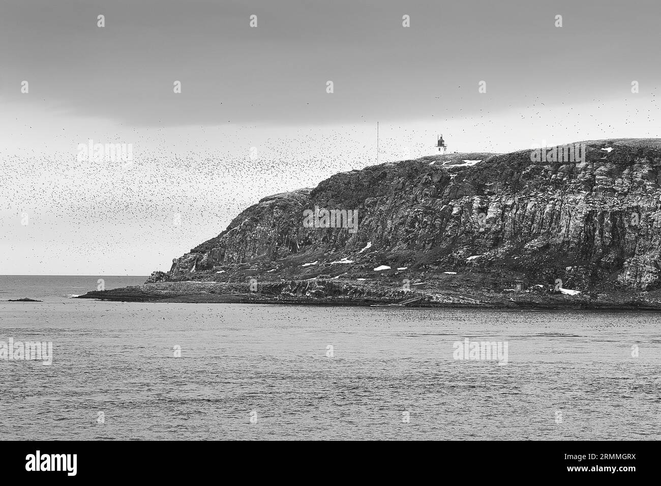 Photo en noir et blanc du phare de Vardø, construit en 1896 sur l'île de Hornøya, entouré d'Un grand troupeau d'oiseaux marins. Norvège. Banque D'Images