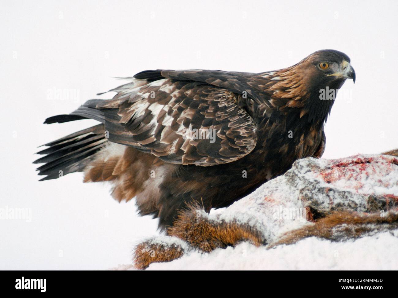 Aigle doré (Aquila chrysaetos) femelle se nourrissant de charognes de cerfs rouges, Argyll, Écosse, décembre 1992 Banque D'Images