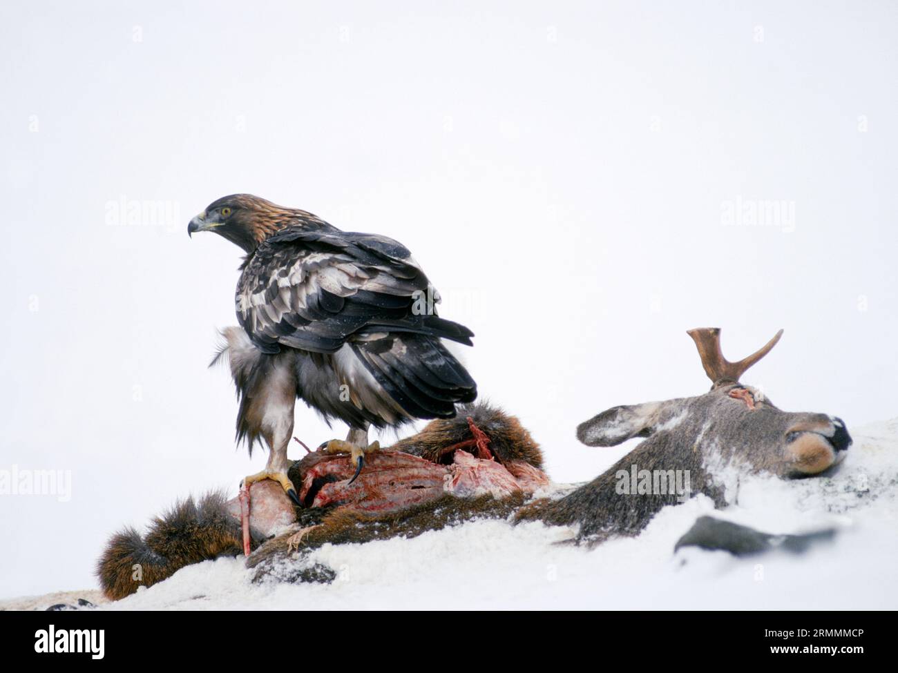 Aigle doré (Aquila chrysaetos) femelle se nourrissant de charognes de cerfs rouges, Lochaber, Écosse, décembre 1991 Banque D'Images