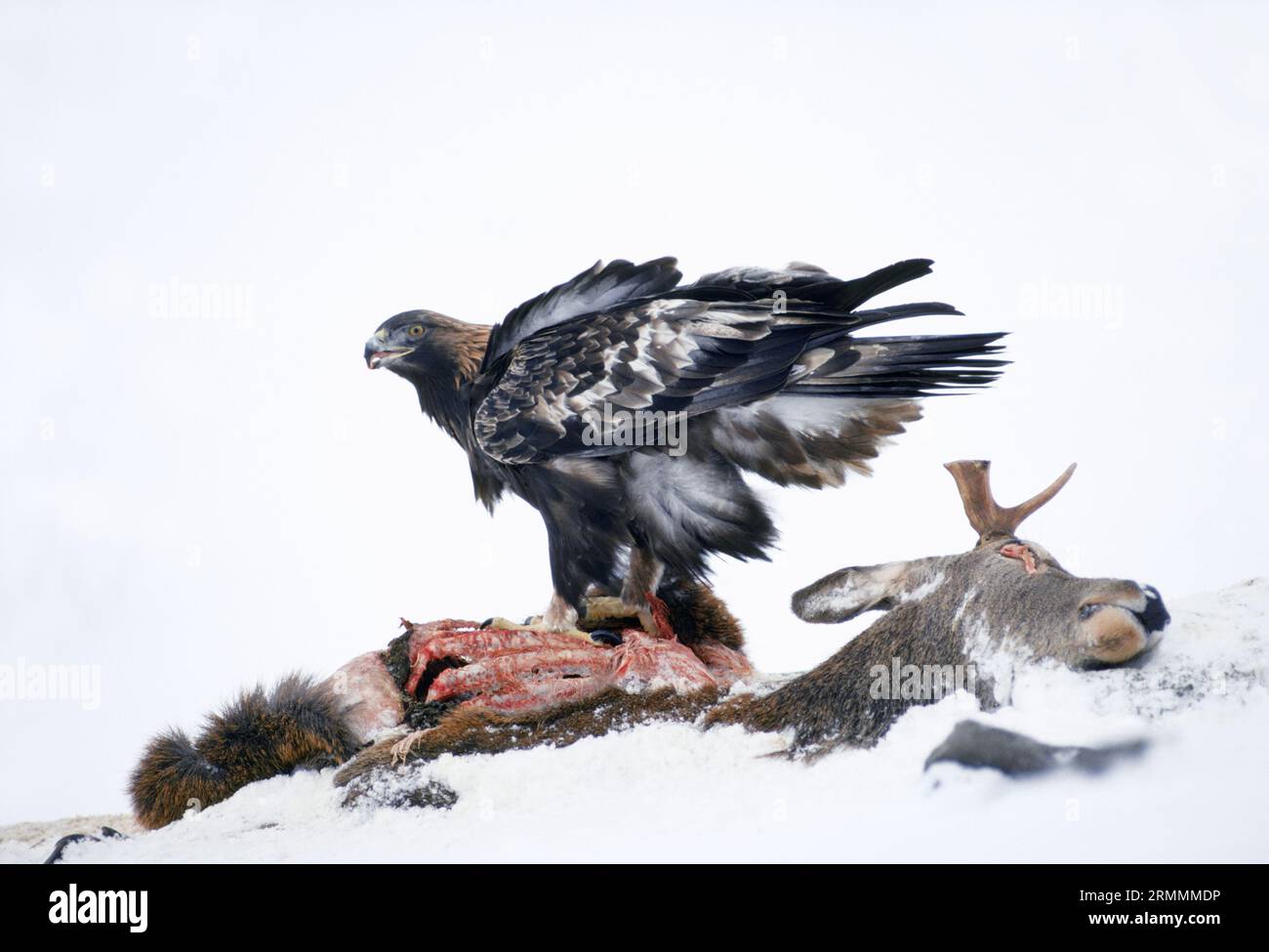 Aigle doré (Aquila chrysaetos) femelle se nourrissant de charognes de cerfs rouges, Lochaber, Écosse, décembre 1992 Banque D'Images