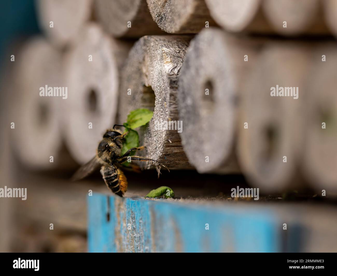 Une abeille coupante de feuilles transportant la section de feuilles à l'hôtel d'abeilles et scellant les tubes de nidification Banque D'Images