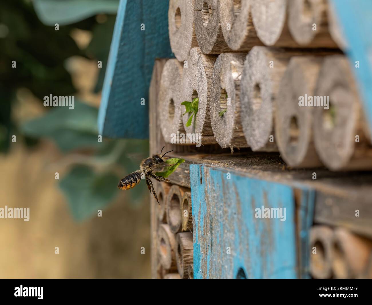 Une abeille coupante de feuilles transportant la section de feuilles à l'hôtel d'abeilles et scellant les tubes de nidification Banque D'Images