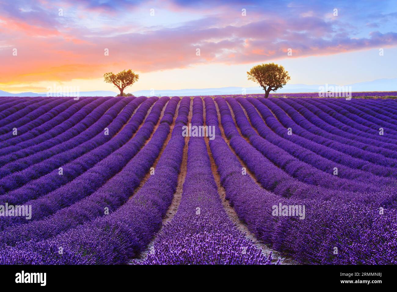 Champ de lavande, paysage de coucher de soleil d'été près de Valensole. Provence, France. Banque D'Images