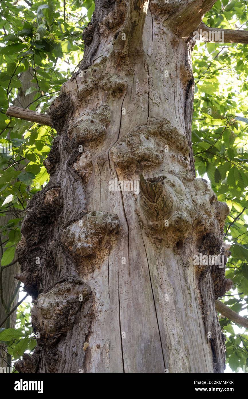 Grand vieux tronc d'arbre encore vivant mais maintenant criblé de ver de bois Banque D'Images