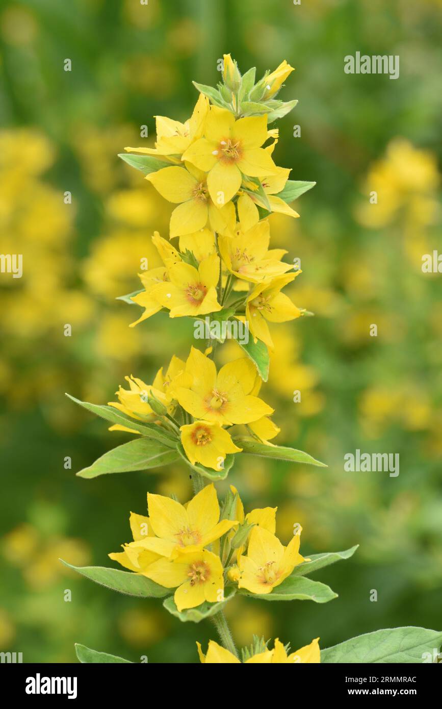 Loosestrife pointillé - Lysimachia punctata Banque D'Images