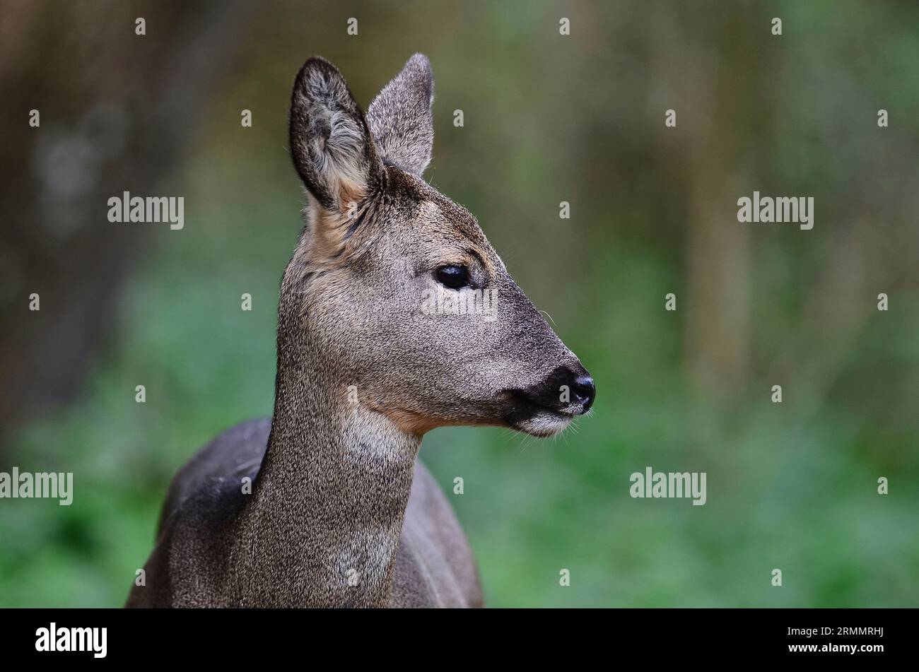 Gros plan de la biche de chevreuil en plein jour. Dorset, Royaume-Uni Mars Banque D'Images