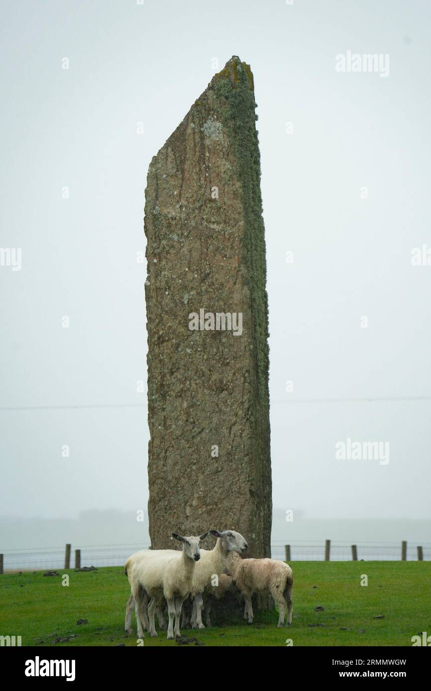 Stromness, Orcades, Écosse, Royaume-Uni. 29 août 2023. Les moutons s'abritent de fortes pluies à côté d'une grande pierre debout aux Standing Stones of Stenness près de Stromness dans les îles Orcades. De fortes pluies ont persisté toute la journée dans les îles Orcades mais les prévisions sont pour le soleil pour le reste de la semaine. Masterton/Alamy Live News Banque D'Images